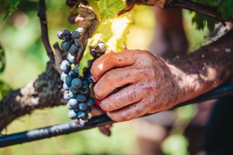 La vendemmia – Primitivo di Manduria